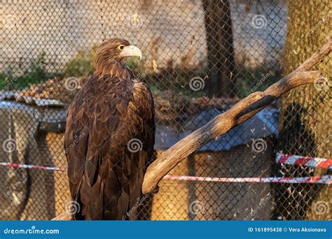 Brown Eagle Sits On A Tree Branch Stock Photo Image Of Sunshine