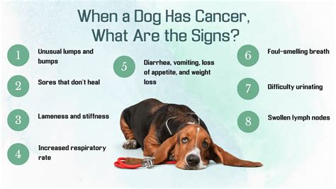23 Cute When A Dog Has Cancer What Are The Signs Image Uk
