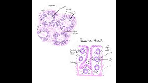 Thymus And Palatine Tonsil Histology Diagrams Youtube