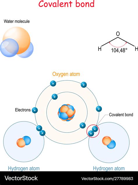 Covalent Bond For Example Water Molecule H2o Vector Image