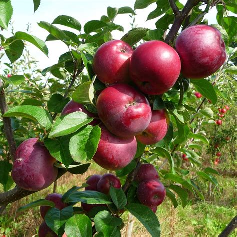 Spartan Apple Tree Purple Apple Trees For Sale