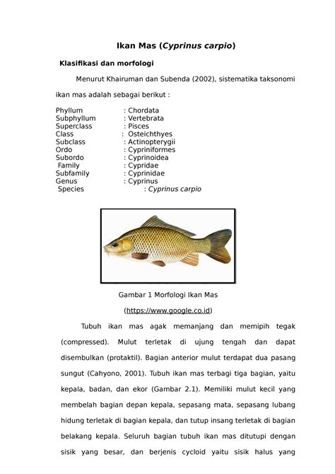Ikan Mas (Cyprinus carpio) - Ikan Mas (Cyprinus carpio) Klasifikasi dan