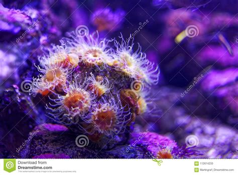Sea Anemone Purple Underwater World Stock Image Image Of Coloring