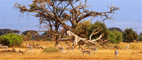 See more ideas about landscape artist, south african art, artist. South Africa - Vast Landscapes and Wild Animals ...