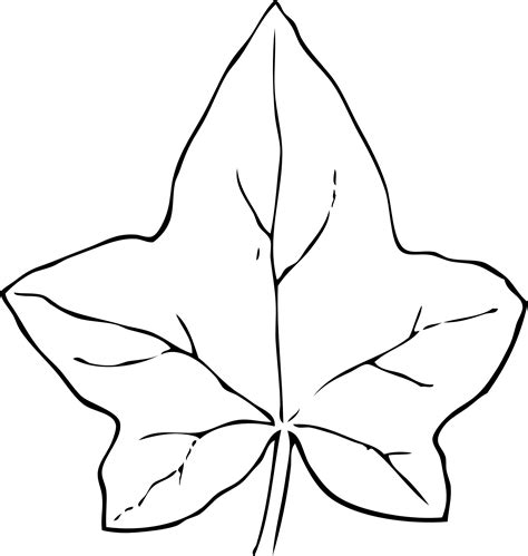 Ivy Leaf 2 Black White Line Art Coloring Book Clipart Best