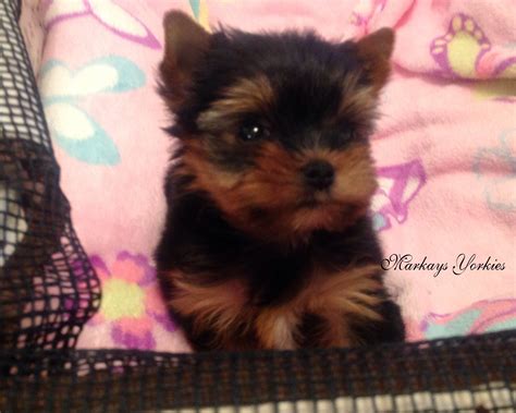 Teacup puppies for sale, teacup, tiny toy and miniature puppies for adoption and rescue from minnesota, mn. yorkie wisconsin minnesota breeder Teacup Yorkie Puppies for Sale Yorkshire Terrier