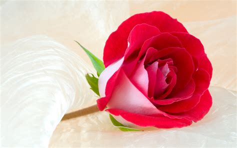 Romantic Red Roses Wallpapers 2560x1600 468069