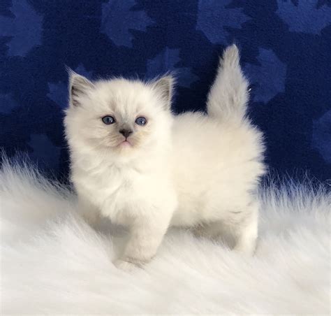 Cute Ragdoll Kitten Images Kitten