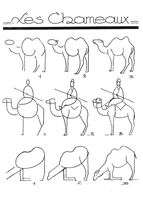 Instrucciones De Dibujo Paso A Paso De Camellos Juegos De Enigmas
