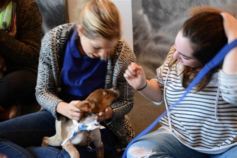 Puppies Invade Sfu To De Stress Students Ahead Of Exams Photos News