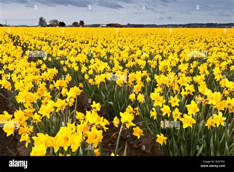 Daffodils In The Skagit Valley During The Skagit Valley Tulip Festival