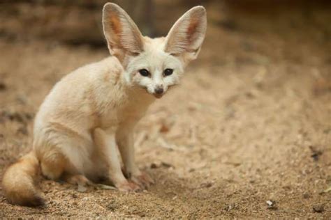 Algerias National Animal Is The Fennec Fox Cute Wild Animals Fennec