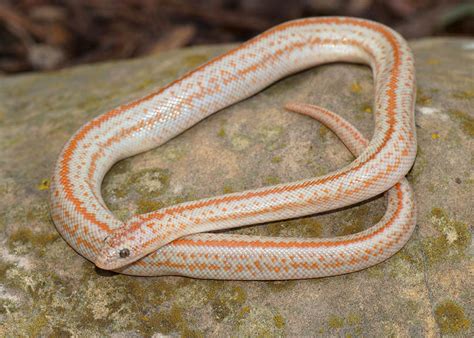 10 Rosy Boa Morphs And Colors With Pictures Pet Keen