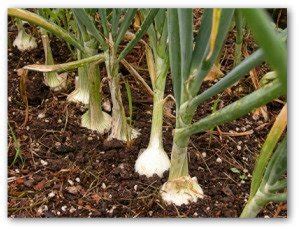 Check spelling or type a new query. Tips for Growing Large Onions in the Garden