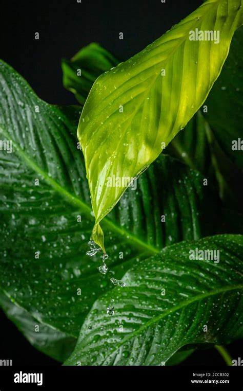 Drops Dripping High Resolution Stock Photography And Images Alamy
