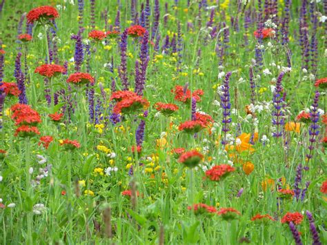 Statt brombeeren sollen hier natternkopf, salbei und oregano blühen. Blumenwiese Blütenlust - Blumenwiesen