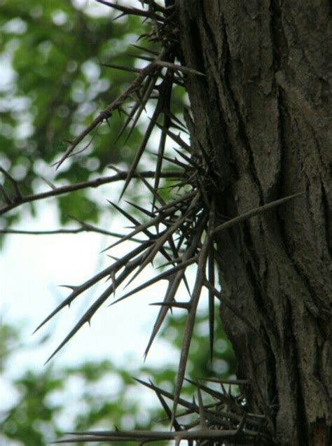 Washington Hawthorn Tree Thorns Rivka Aaron