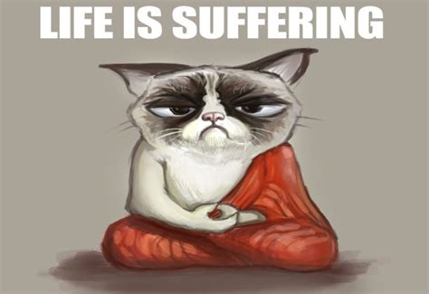 Cat Meme Quote Funny Humor Grumpy 79 Wallpapers Hd