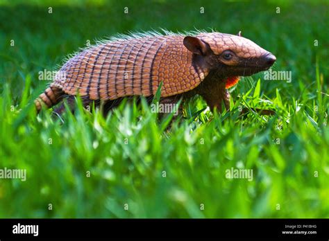 Tatu Peba Fotos Und Bildmaterial In Hoher Auflösung Alamy