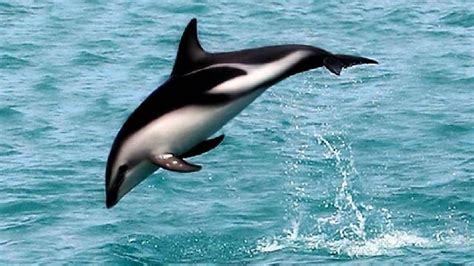 Hourglass Dolphin Dusky Dolphin Dolphins Marine Mammals