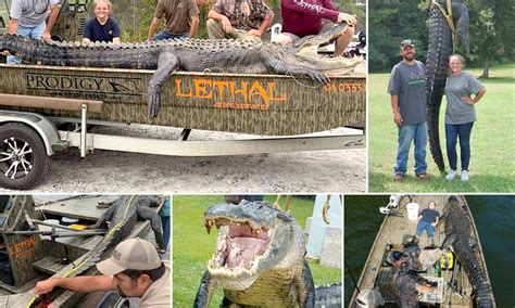 georgia hunters manage to capture massive 700 pound alligator that breaks state record