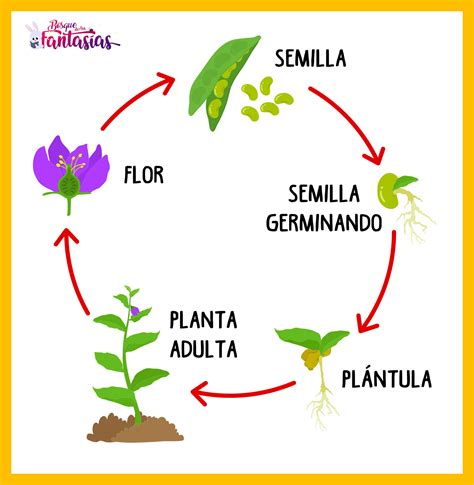 El Ciclo De Vida De Las Plantas Con Flores Invdes Kulturaupice