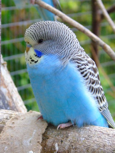 Budgie I Had One That Had Similar Colours And Her Name Was Tobi