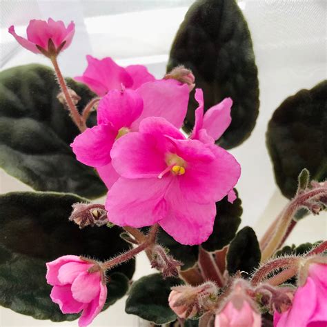 African Violet Live Plant Light Coral Pink Two Toned Flowers Etsy