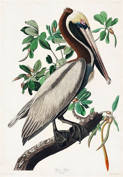 Vintage Audubon Brown Pelican Bird Print Giclee Art Print Etsy