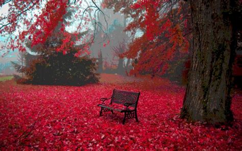 Red Autumn Leaves Hd Desktop Wallpaper Widescreen High Definition