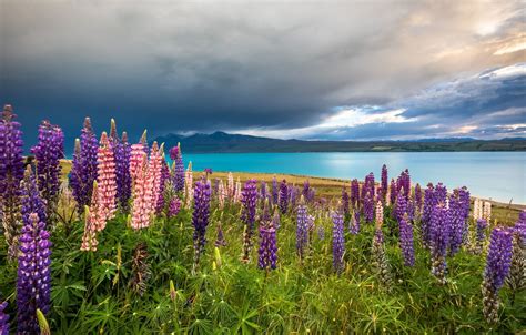 Wallpaper Flowers Mountains Lake New Zealand Meadow New Zealand