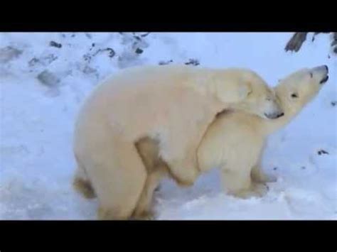 Nous proposons de distinguer, à compter de ce jour, deux variétés d' ours polaires : Aisaqvak et Yellé, les ours du zoo de Saint-Félicien s'en donnent à cœur joie - YouTube