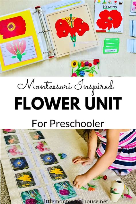 Collection by antoinette martino • last updated 9 hours ago. Montessori Botany- Flower Unit Presentation For Preschool ...