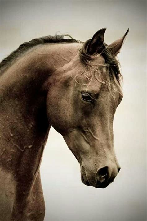 Perfect Arabian Face ️ Pretty Horses Animals Beautiful