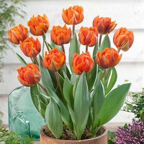 Tulip Orange Princess Greenleaf Nurseries