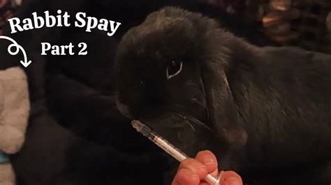 rabbit spay part 2 youtube