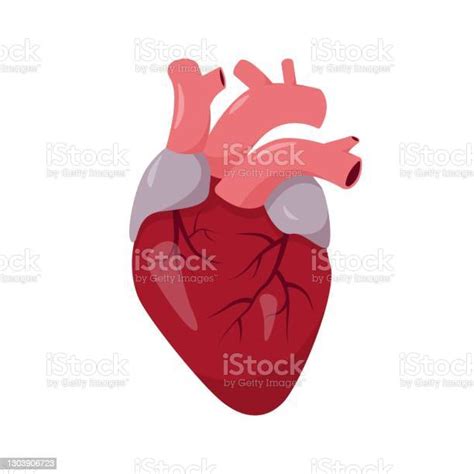 흰색 배경에 인간의 심장 해부학 건강 진단에 대한 스톡 벡터 아트 및 기타 이미지 건강 진단 건강관리와 의술 건강한 생활