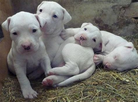 White Pitbull Puppies Pitbull Puppies