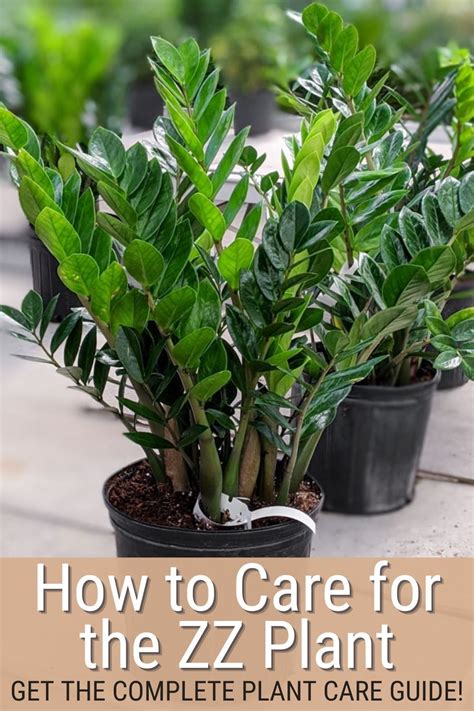 How To Care For The Zz Plant All About Caring For A Zz Plant Indoors