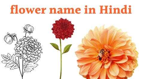 Flowers Name In Hindi 40 Flowers Name In Hindi A To Z Jankari