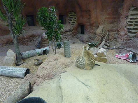 Meerkat Exhibit Zoochat