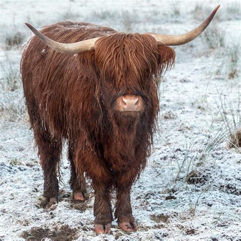 Highland Cow In The Snow Photograph By Derek Beattie