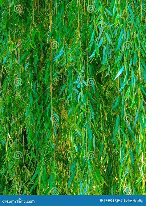 Green Weeping Willow Branches Hanging Down Vertical Photo Stock Image