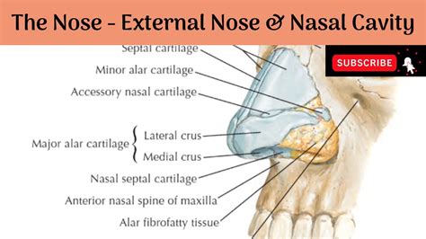 External Nose And Nasal Cavity Boundaries Blood Supply And Nerve Supply