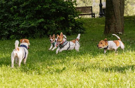四只杰克罗素梗狗在公园里不拴狗绳的情况下嬉闹嬉戏照片摄影图片id312122353 Veer图库