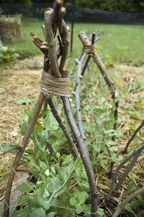 How To Build A Pea Teepee Garden Vines Pea Trellis Garden