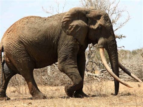 Kenyas Famous Bull Elephant Satao Slain In Tsavo By Poachers With