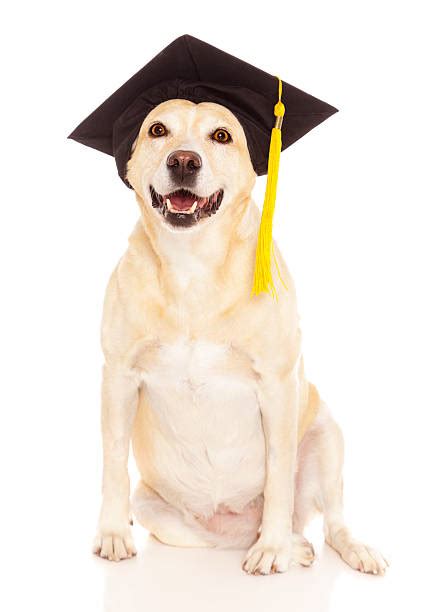 Dog Graduation Cap Stock Photos Pictures And Royalty Free Images Istock