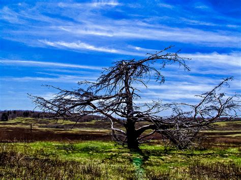 Lone Tree At Big Meadows Louis Dallara Photography