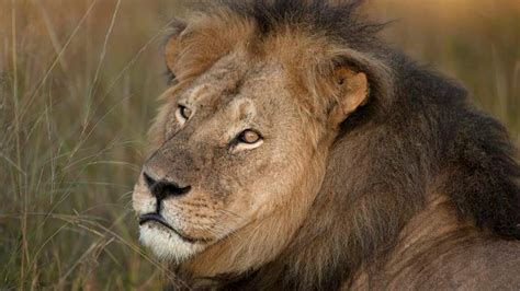 The Pros And Cons Of Trophy Hunting